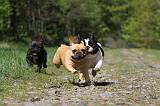 BOULEDOGUE FRANCAIS 422